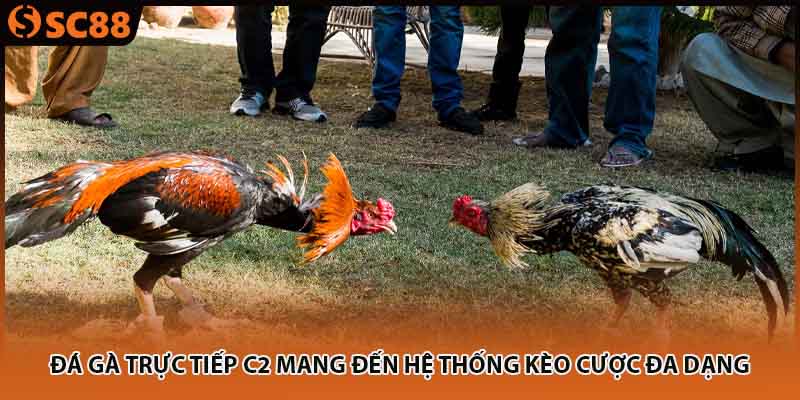 Đá gà trực tiếp C2 mang đến hệ thống kèo cược đa dạng