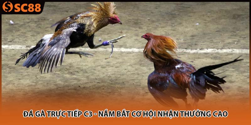 da ga truc tiep c3 nam bat co hoi nhan thuong cao