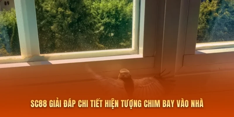 SC88 giải đáp chi tiết hiện tượng chim bay vào nhà