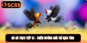 Đá gà trực tuyến c1 SC88 thumb